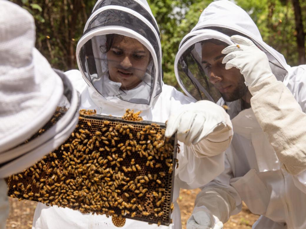 David Weier, Priyanka Ranchod and professor Matthew Steffenson wear beekeeper suits and look at bees on a slab of honeycomb.